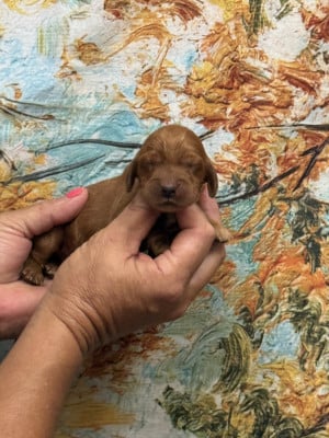 Les chiots de Cocker Spaniel Anglais