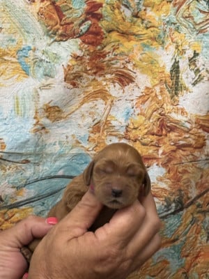 Les chiots de Cocker Spaniel Anglais
