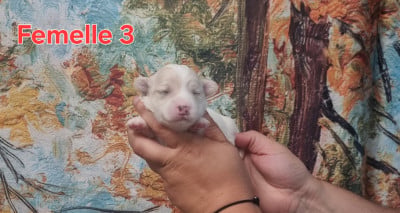 Les chiots de Coton de Tulear