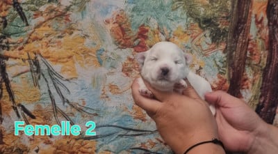 Les chiots de Coton de Tulear