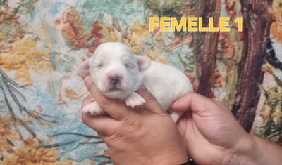 Les chiots de Coton de Tulear