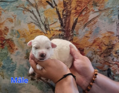 Les chiots de Coton de Tulear