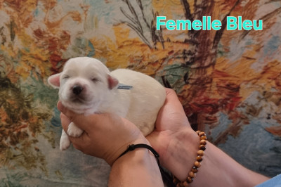 Les chiots de Coton de Tulear