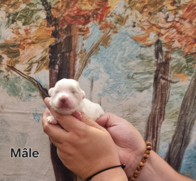 Les chiots de Coton de Tulear