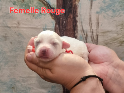 Les chiots de Coton de Tulear