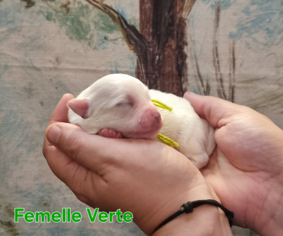 Les chiots de Coton de Tulear