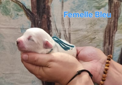 Les chiots de Coton de Tulear