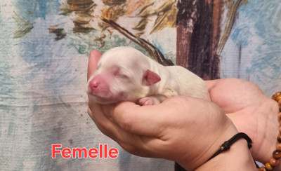 Les chiots de Coton de Tulear