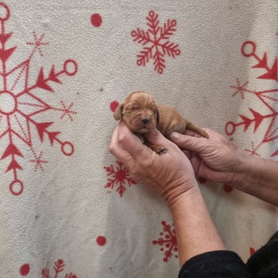 Les chiots de Cocker Spaniel Anglais