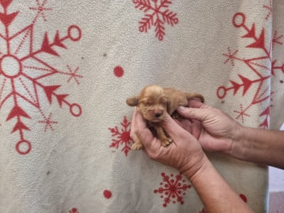 Les chiots de Cocker Spaniel Anglais