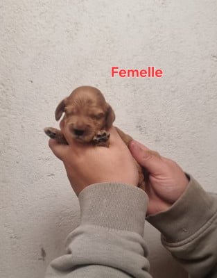 Chiot N°2 - Cocker Spaniel Anglais