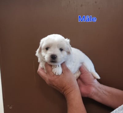 Les chiots de Coton de Tulear