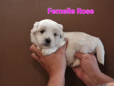 Les chiots de Coton de Tulear