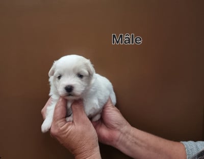 Les chiots de Coton de Tulear