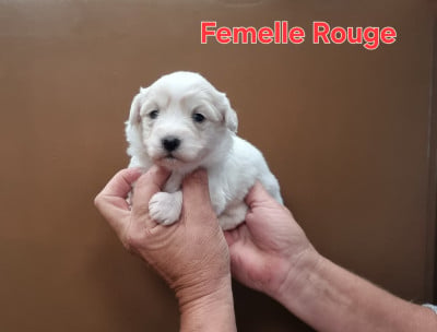 Les chiots de Coton de Tulear