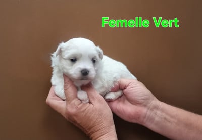 Les chiots de Coton de Tulear