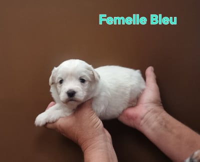 Les chiots de Coton de Tulear