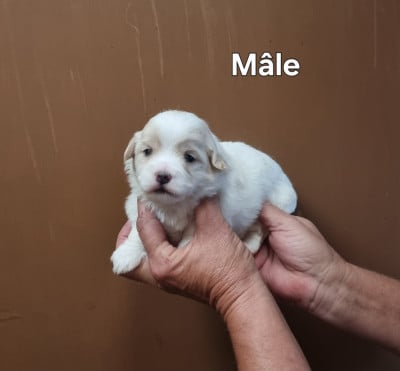 Les chiots de Coton de Tulear