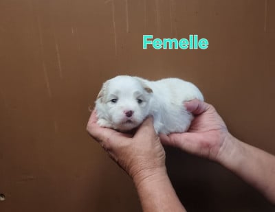 Les chiots de Coton de Tulear