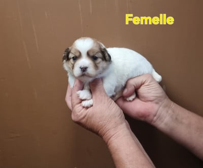 Les chiots de Coton de Tulear