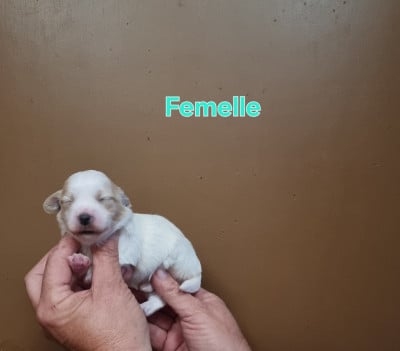 Les chiots de Coton de Tulear