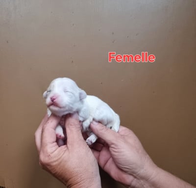 Les chiots de Coton de Tulear