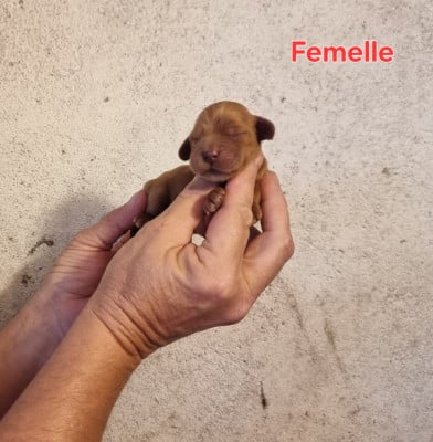 Les chiots de Cocker Spaniel Anglais
