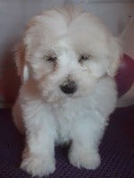 des bois de la bro - Coton de Tulear - Portée née le 15/09/2018