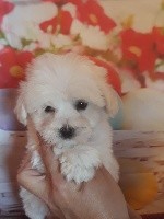 des bois de la bro - Coton de Tulear - Portée née le 19/09/2018
