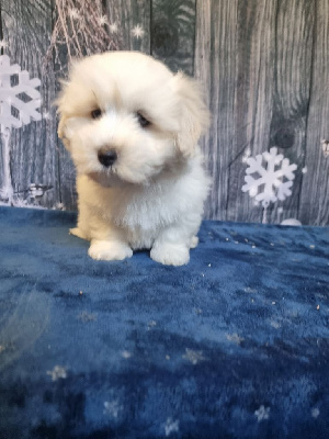 Les chiots de Coton de Tulear