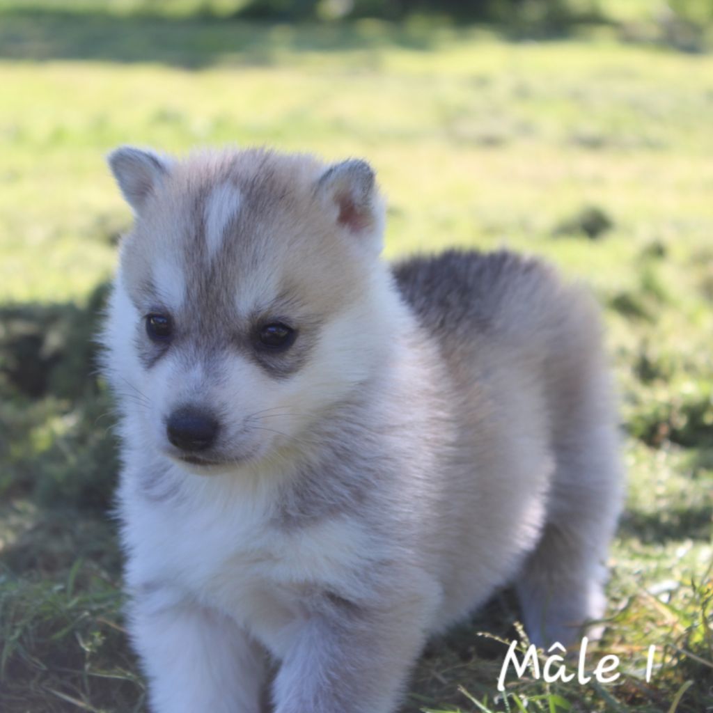 CHIOT - Siberian Husky