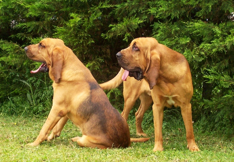 Byron de la voix de saint lact