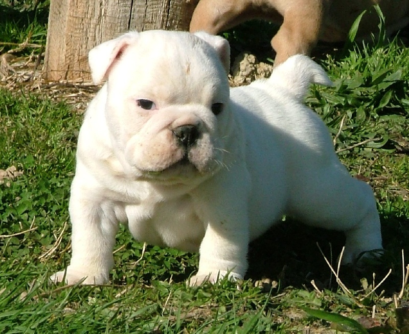 Publication : New Soul