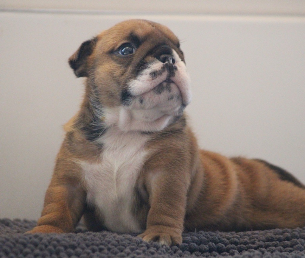 New Soul Always in my heart dit Azel