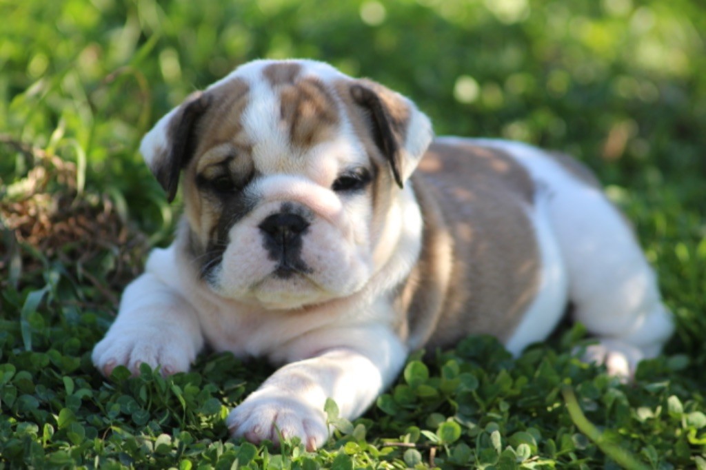 New Soul A little magic