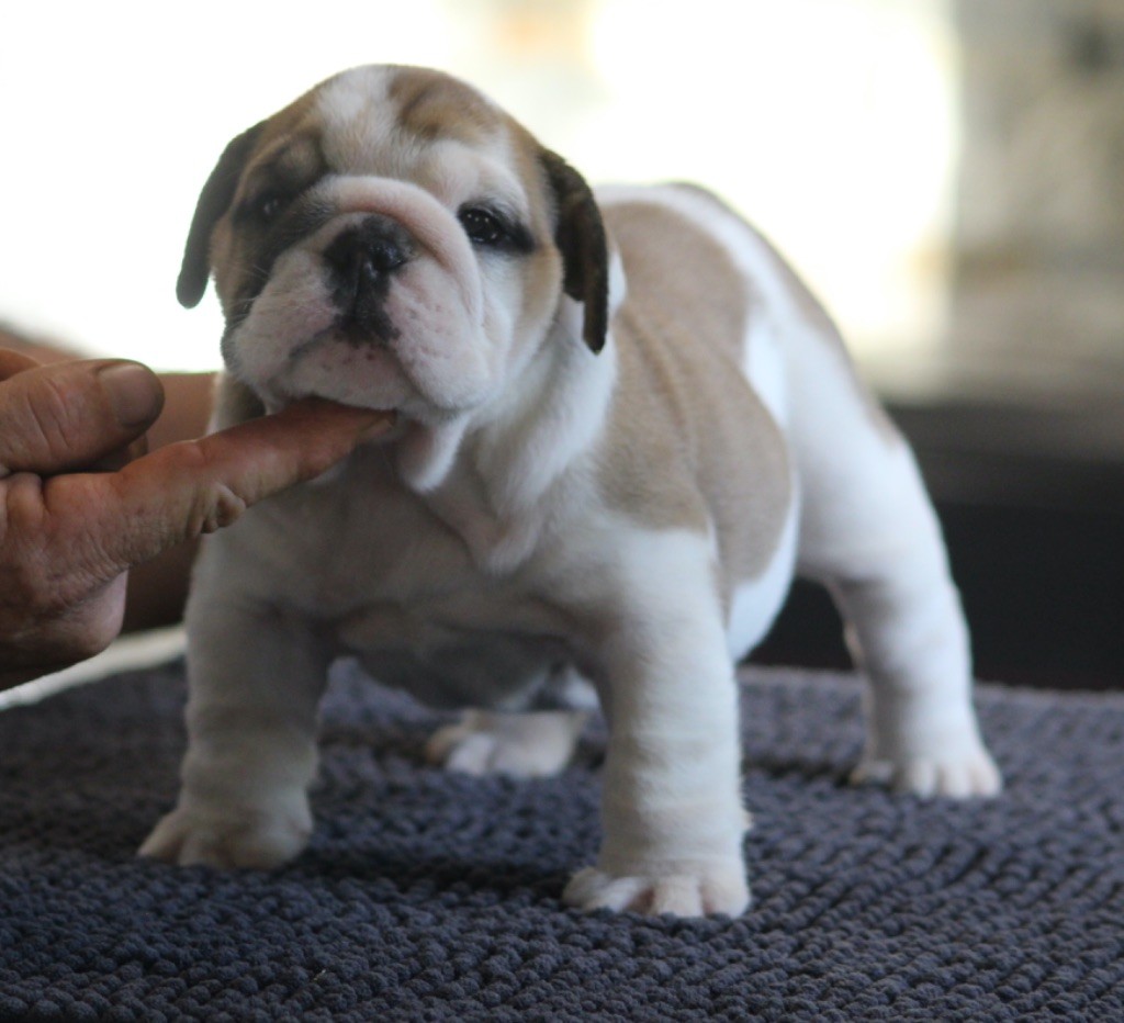 New Soul A little magic