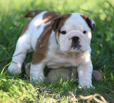 Les chiots de Bulldog Anglais