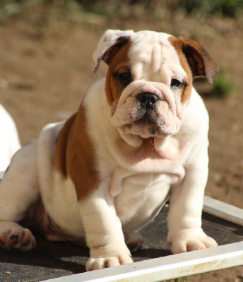 Les chiots de Bulldog Anglais