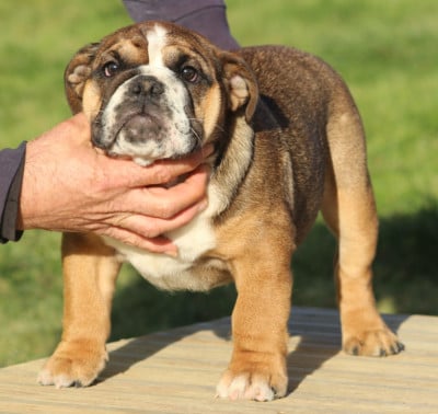 Les chiots de Bulldog Anglais