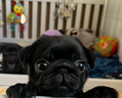 Les chiots de Carlin