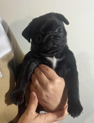 Les chiots de Carlin