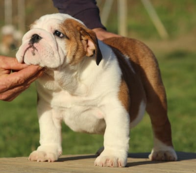 Les chiots de Bulldog Anglais