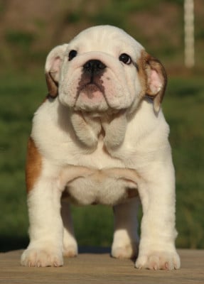 Les chiots de Bulldog Anglais
