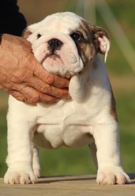 Les chiots de Bulldog Anglais