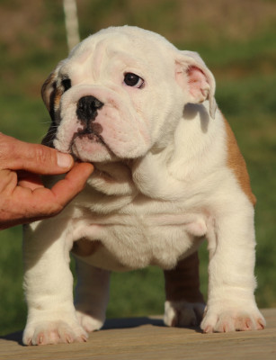 Les chiots de Bulldog Anglais
