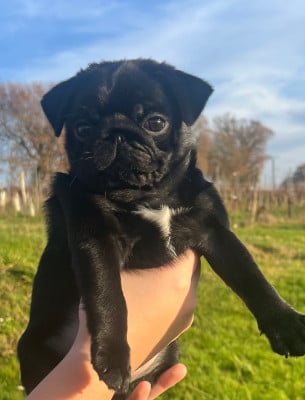 Les chiots de Carlin