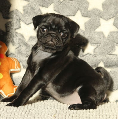 Les chiots de Carlin