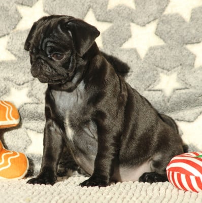 Les chiots de Carlin