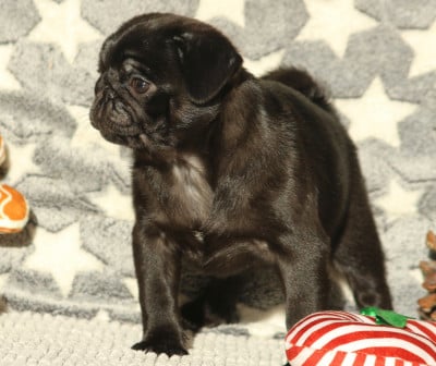 Les chiots de Carlin