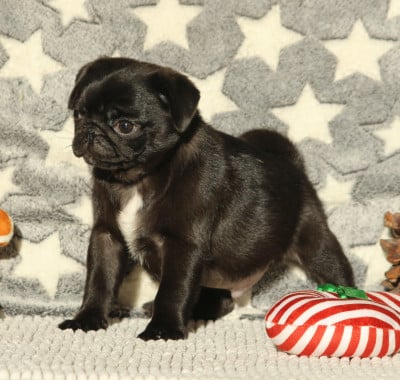 Les chiots de Carlin